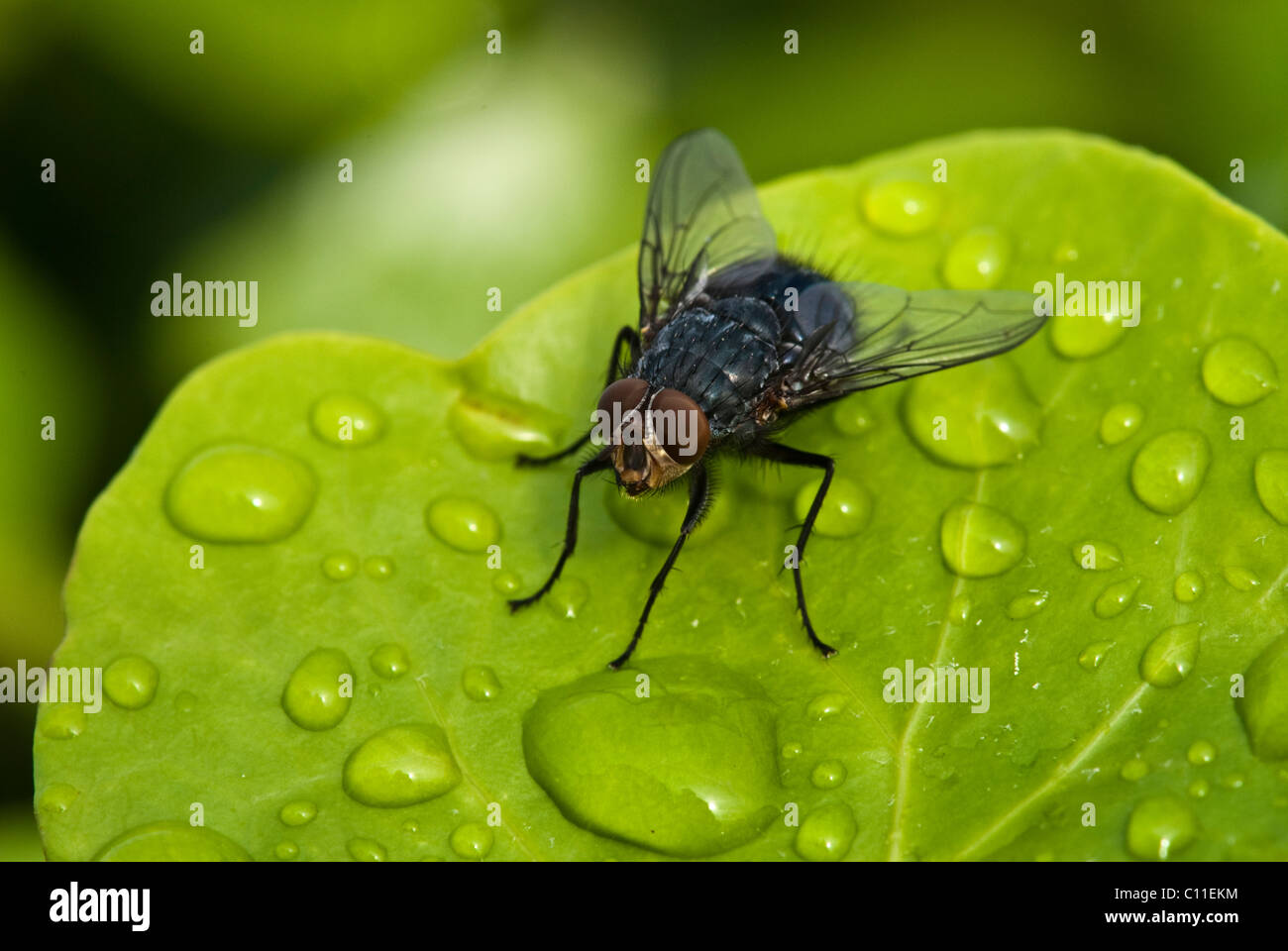 Macro of Fly above a Green Leaf, with Water Drops Stock Photo