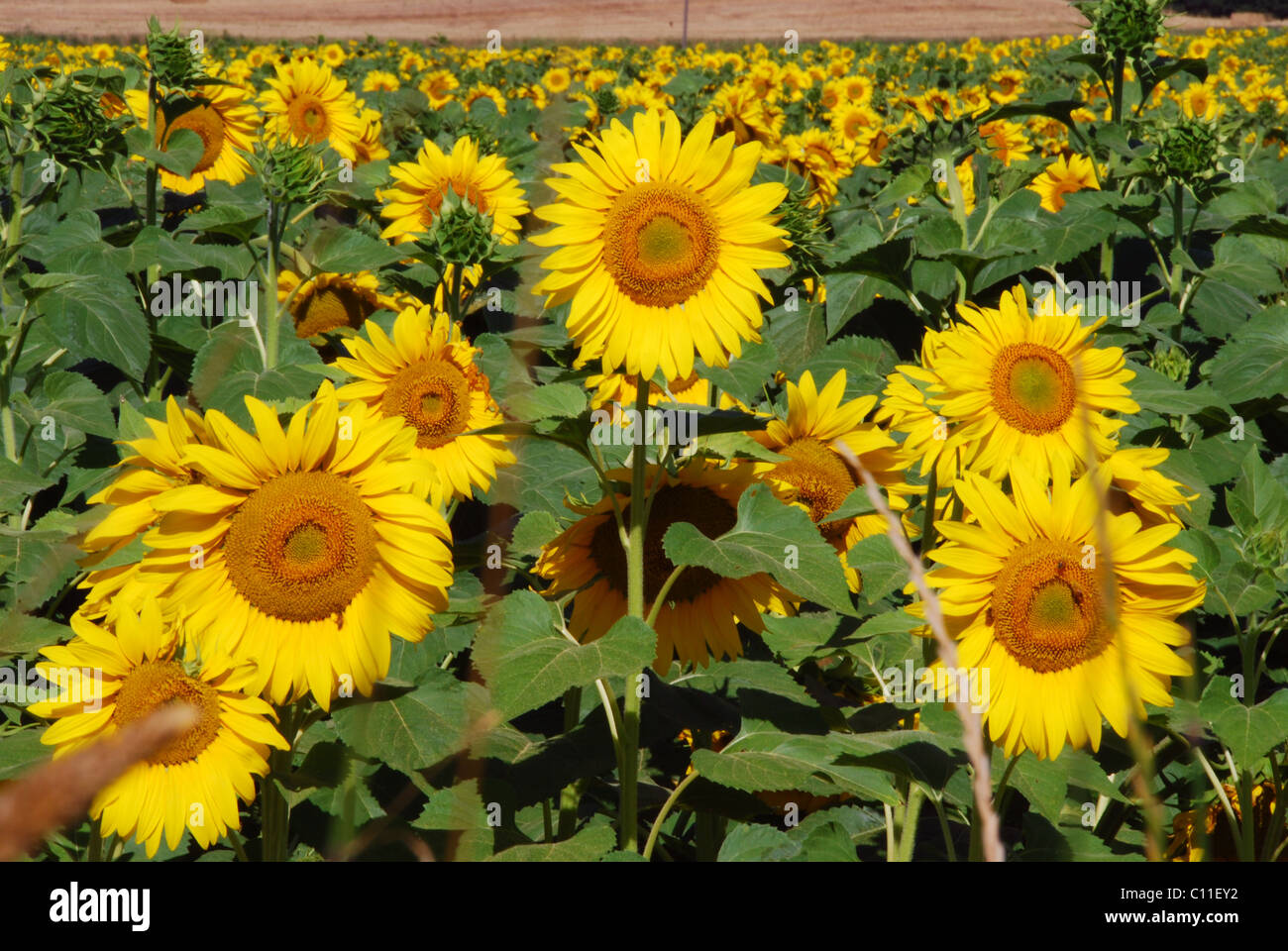 Gorgeous meadow full of Sunflowers in Tuscany Stock Photo - Alamy