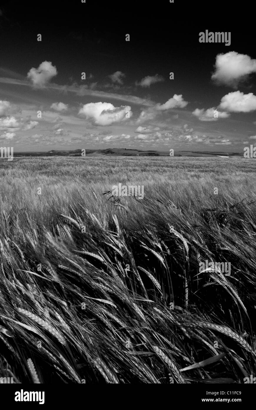 Crop Black and White Stock Photos & Images - Alamy