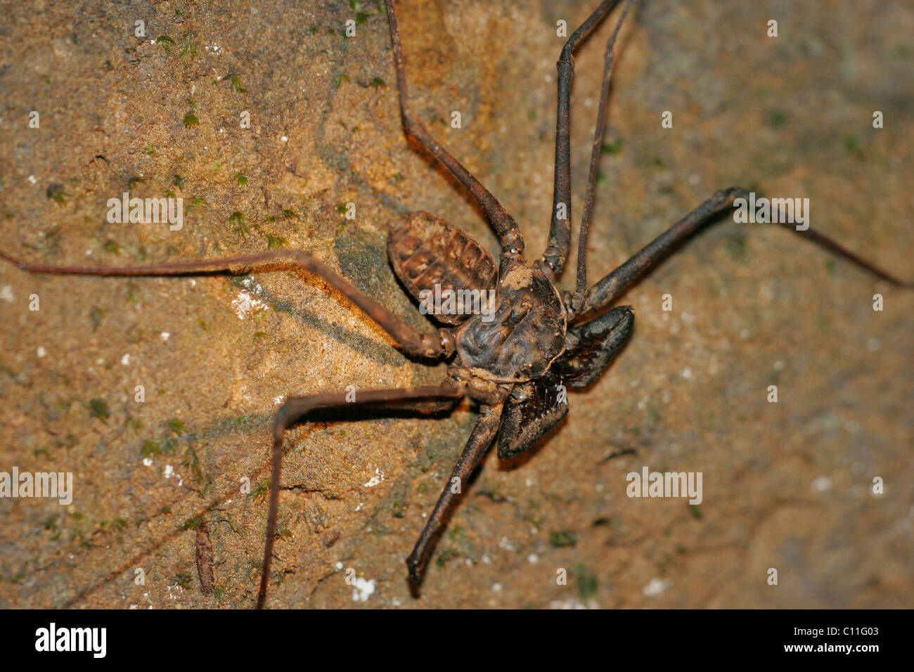 Whip scorpion, spider, Osa Peninsula, Costa Rica Stock Photo