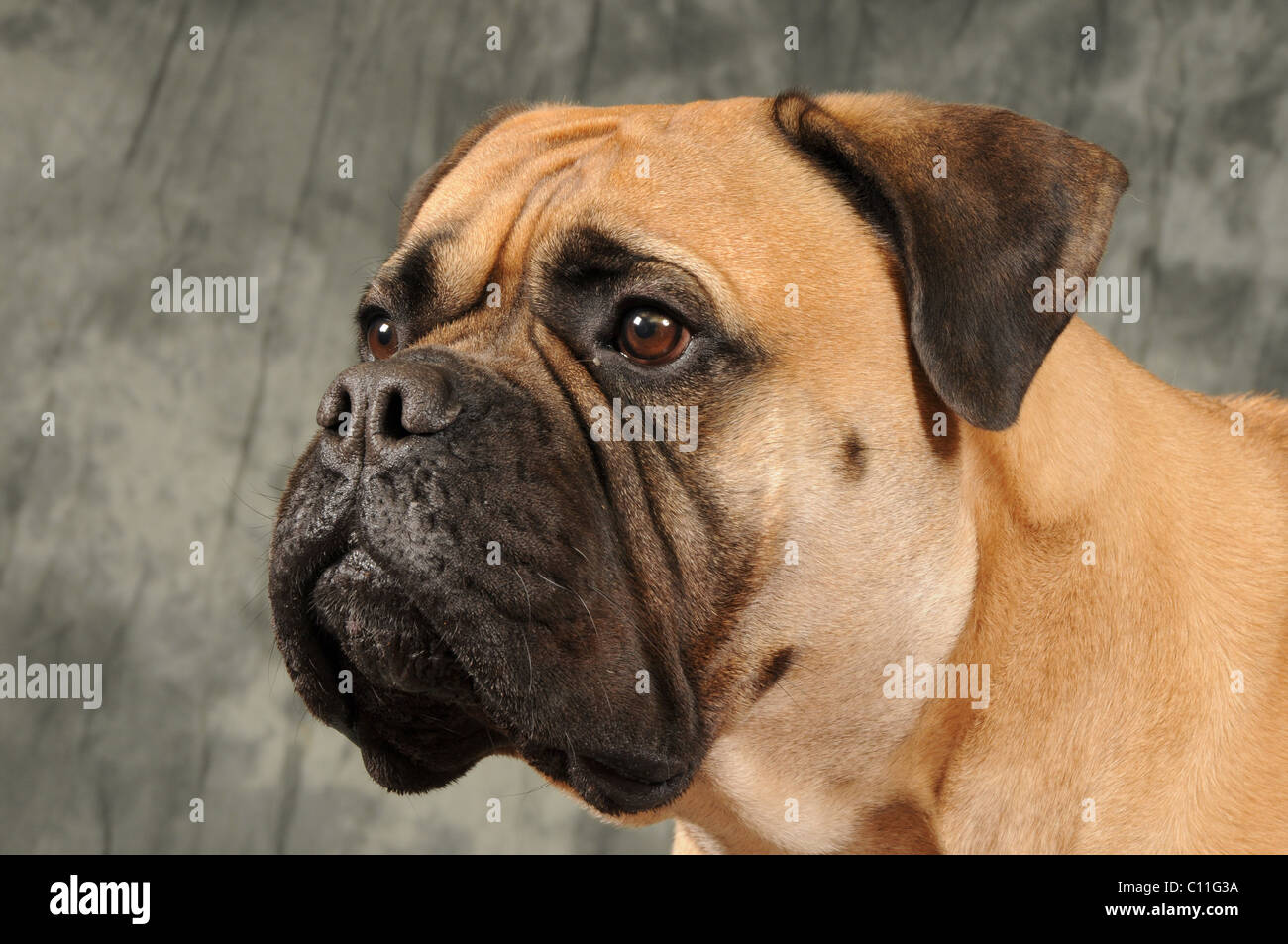 Bull mastiff dog portrait Stock Photo - Alamy