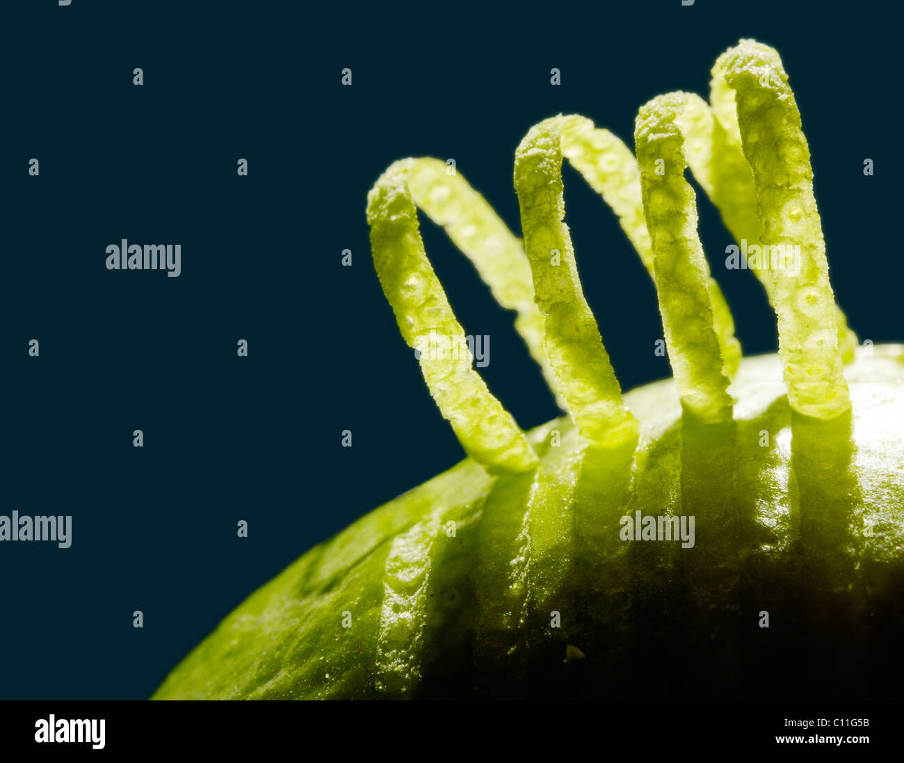 Curls of peel on a Lime, close-up Stock Photo