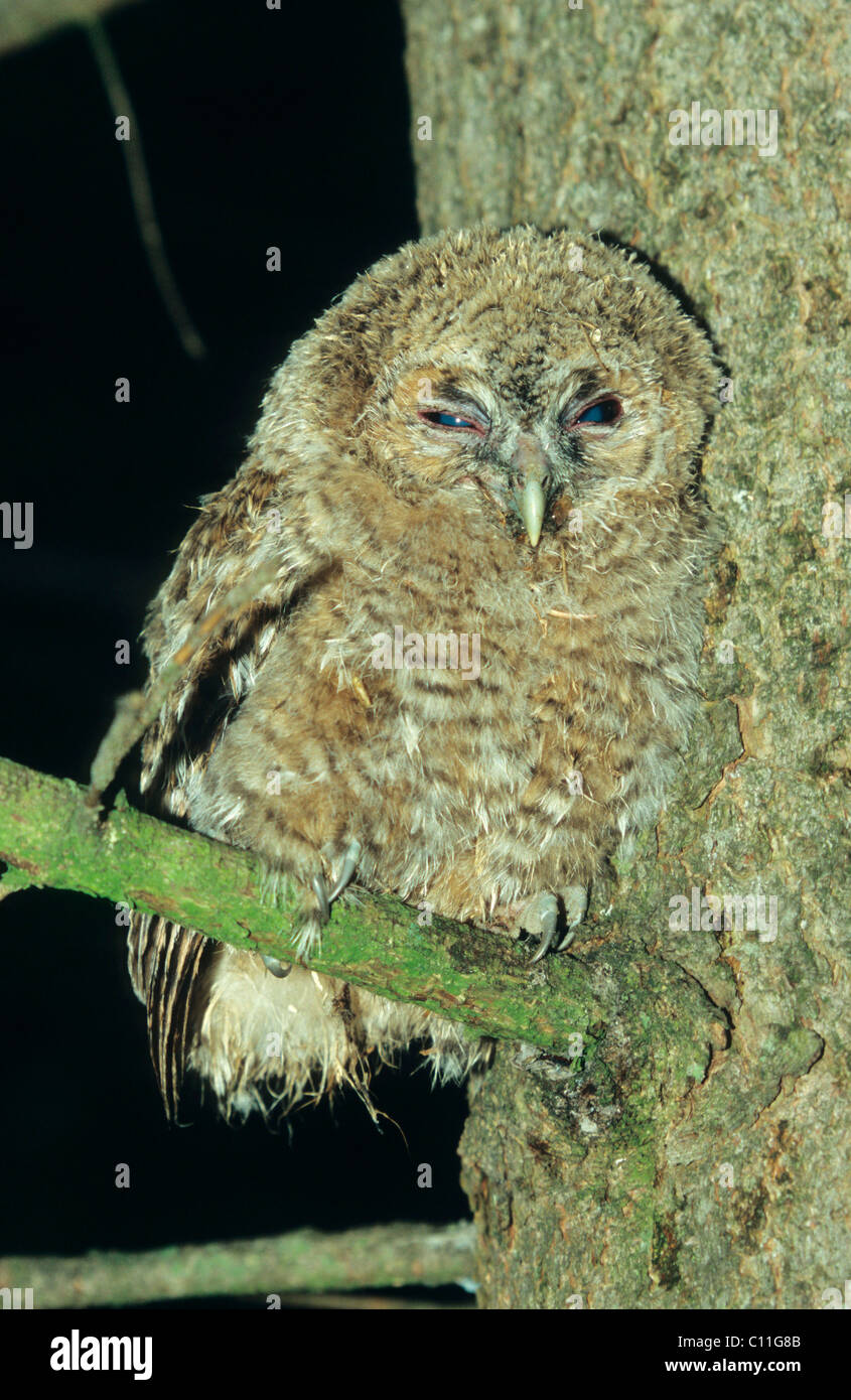 Tawny Owl (Strix aluco), young bird Stock Photo
