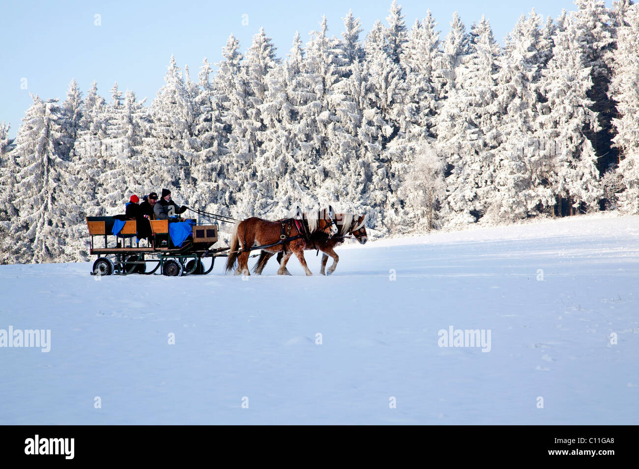 Horse-drawn sleigh ride in the wintery landscape in the Bavarian Forest near St. Englmar, Bavaria, Germany, Europe Stock Photo