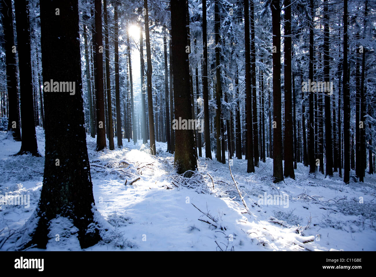 Backlit winter forest of the Bavarian Forest near St. Englmar, Bavaria, Germany, Europe Stock Photo