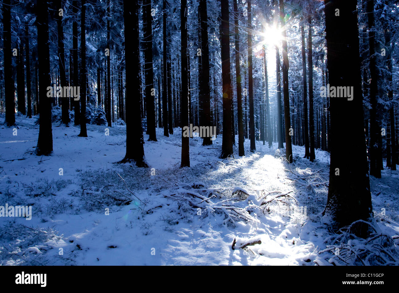 Backlit winter forest of the Bavarian Forest near St. Englmar, Bavaria, Germany, Europe Stock Photo