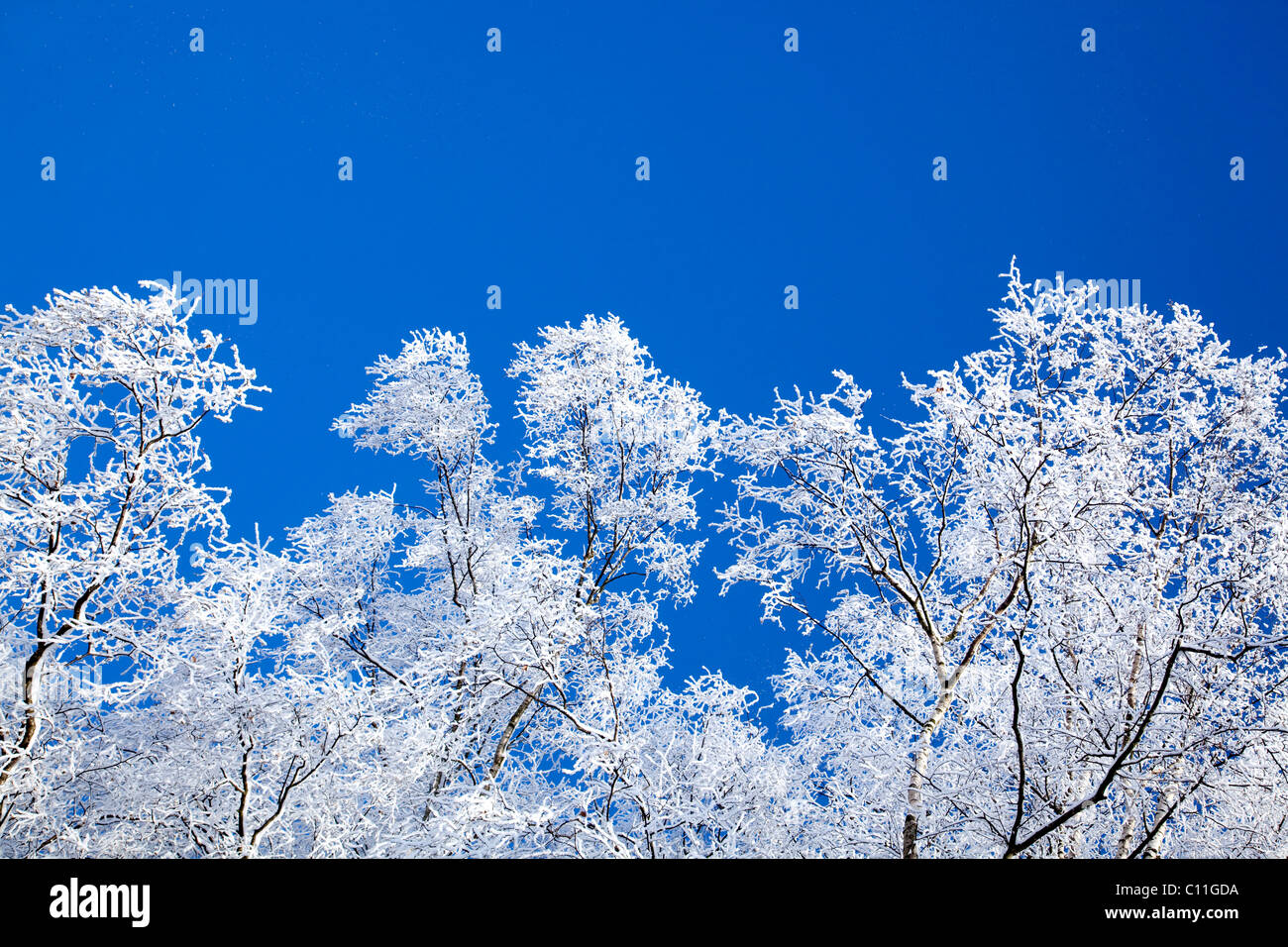 Snow-covered birch trees in snowy winter landscape in the Bavarian Forest near St. Englmar, Bavaria, Germany, Europe Stock Photo