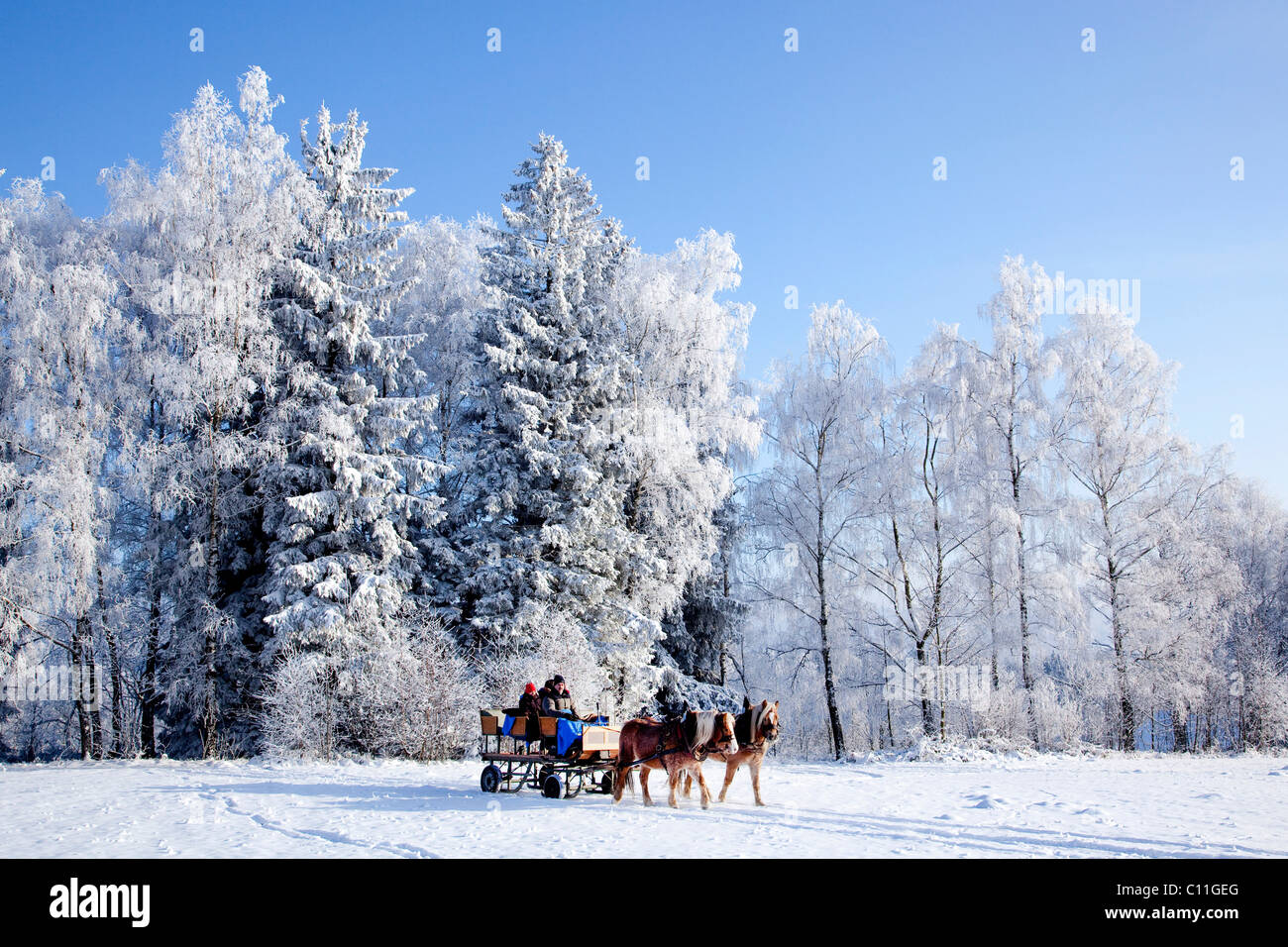 Horse-drawn sleigh ride in the wintery landscape in the Bavarian Forest near St. Englmar, Bavaria, Germany, Europe Stock Photo