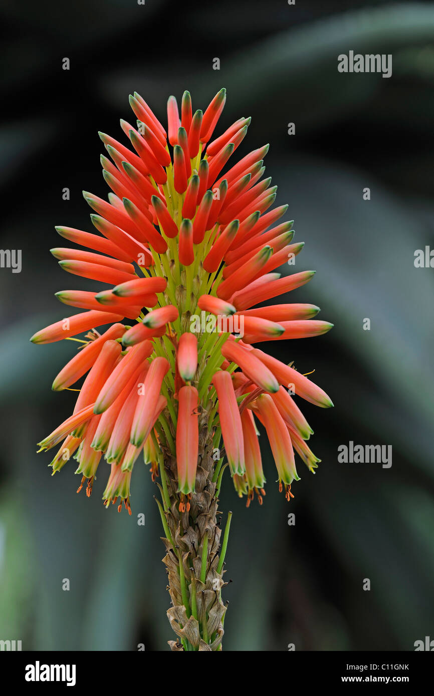 Flower of Aloe arborescens, Africa Stock Photo