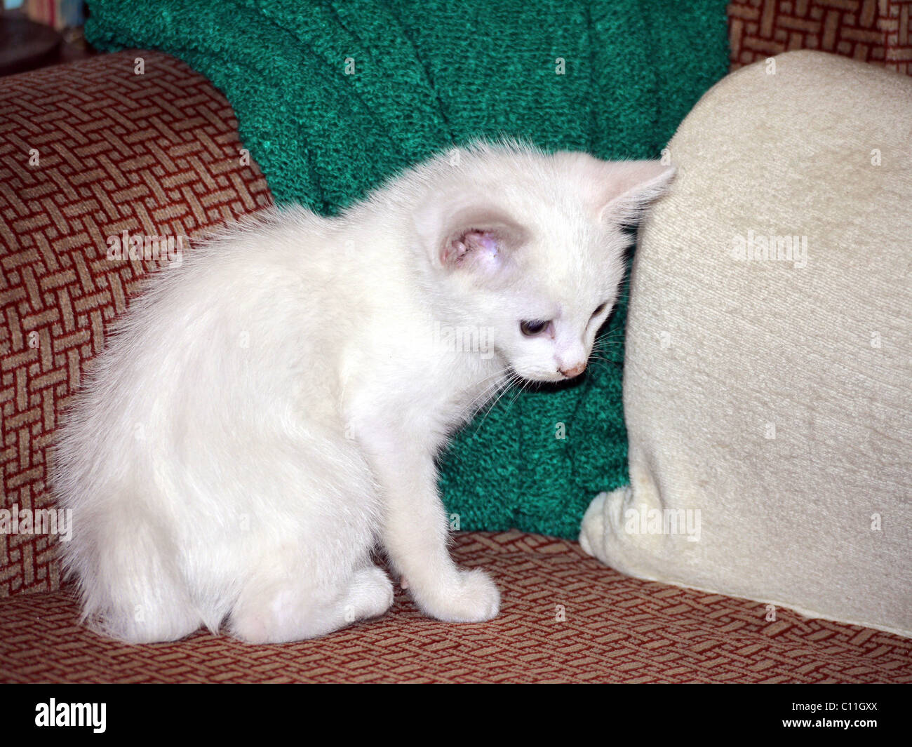 How old is 12 weeks in hot sale cat years