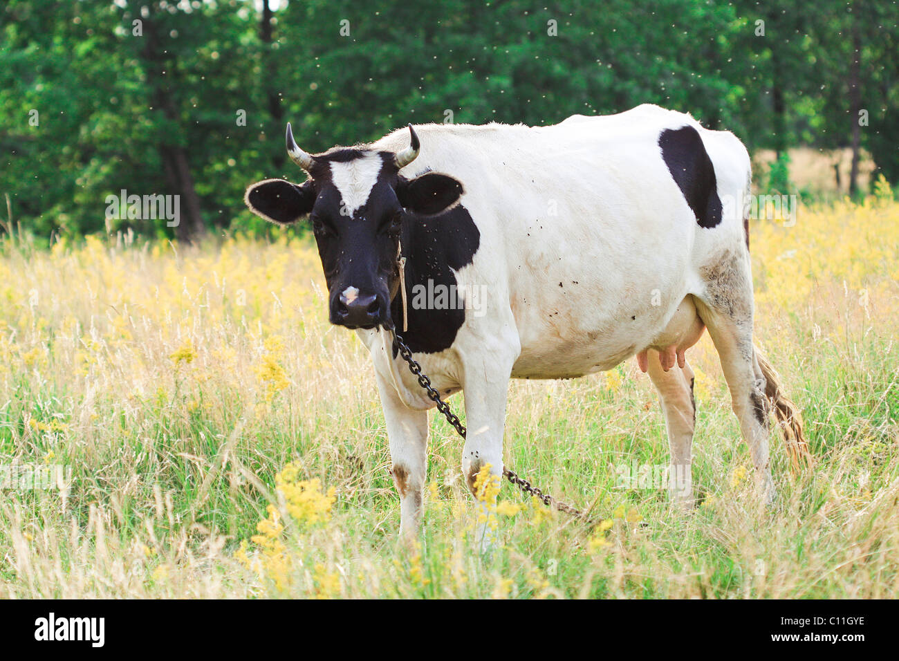 cow on meadow Stock Photo - Alamy