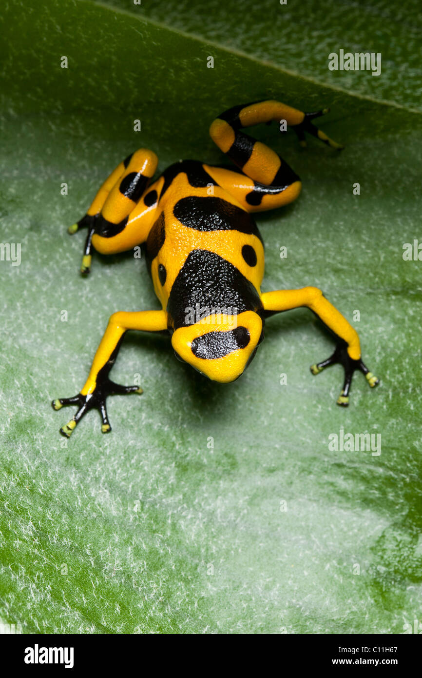 Black and yellow poison dart frog, Dendrobates leucomelas, South America. Also known as the Bumblebee Poison Dart Frog Stock Photo