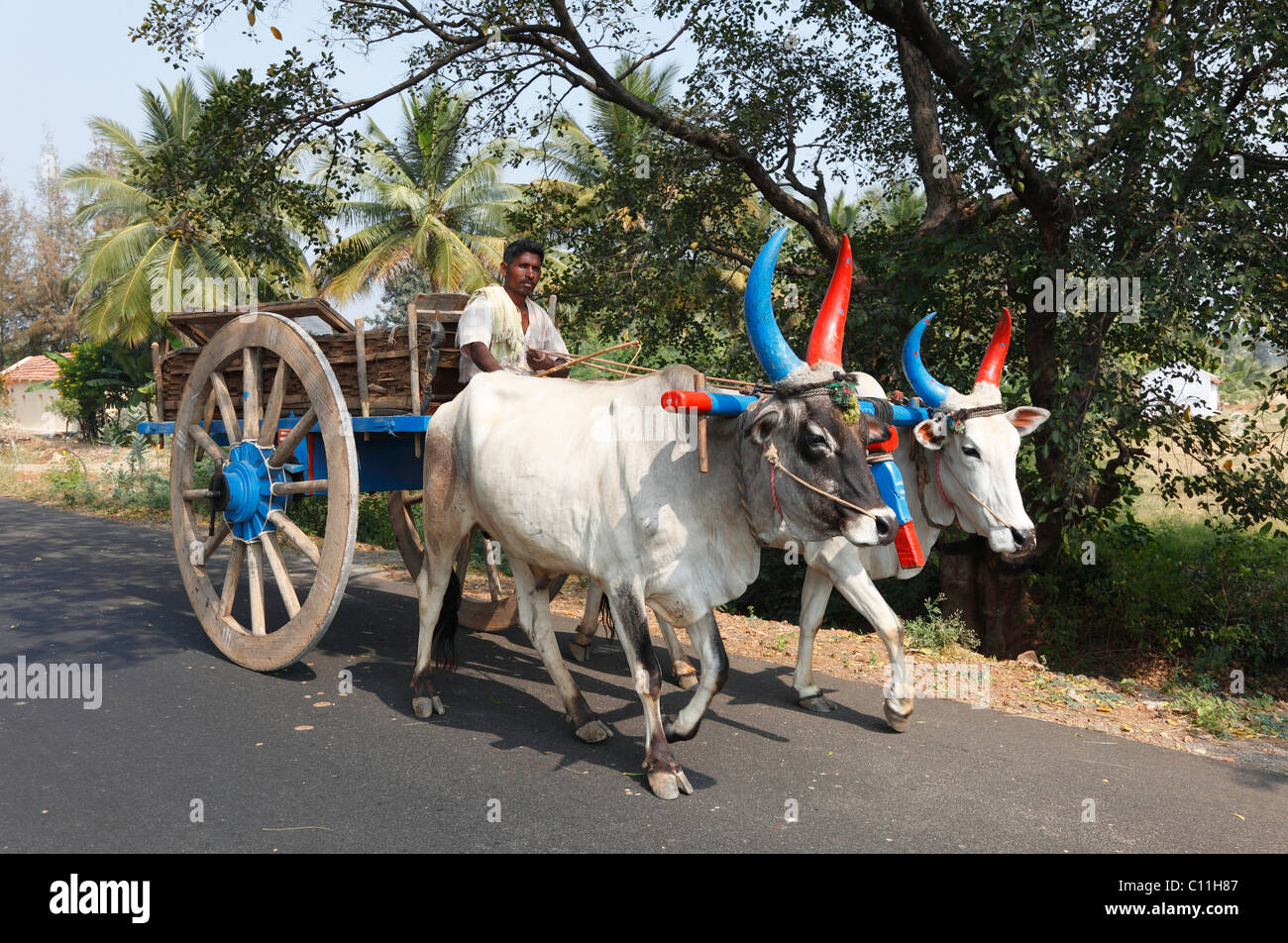 Ox cart, oxen with colourful horns, Tamil Nadu, Tamilnadu, South India, India, South Asia, Asia Stock Photo