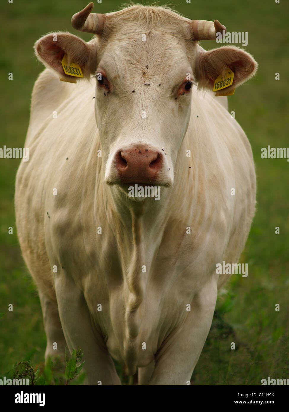 Cattle breading hi-res stock photography and images - Alamy