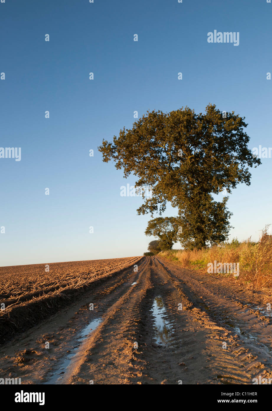 A country track beside a potato field ready to be harvested, with oak trees. Stock Photo