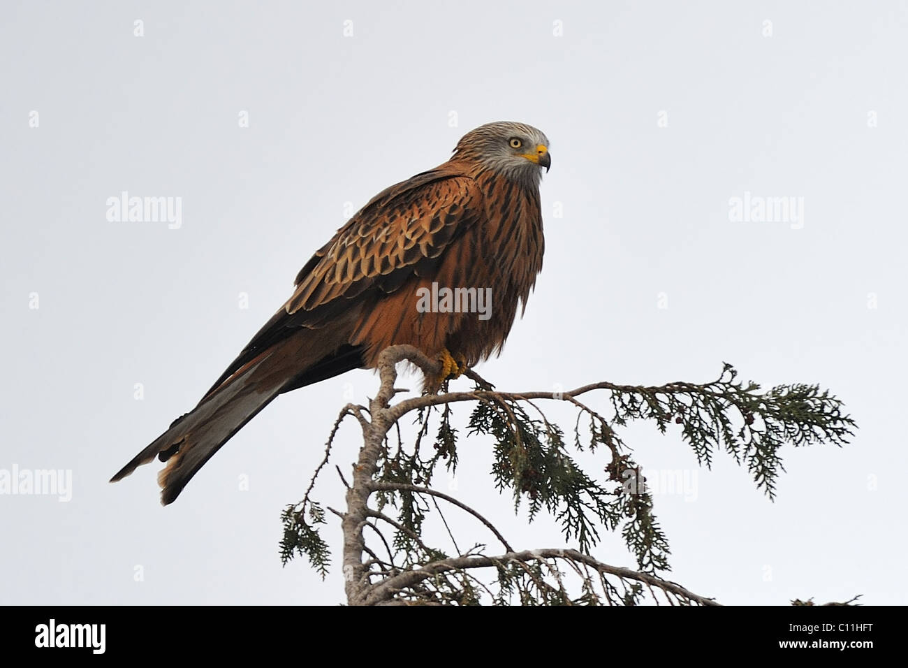 Red Kite perched in tree Stock Photo