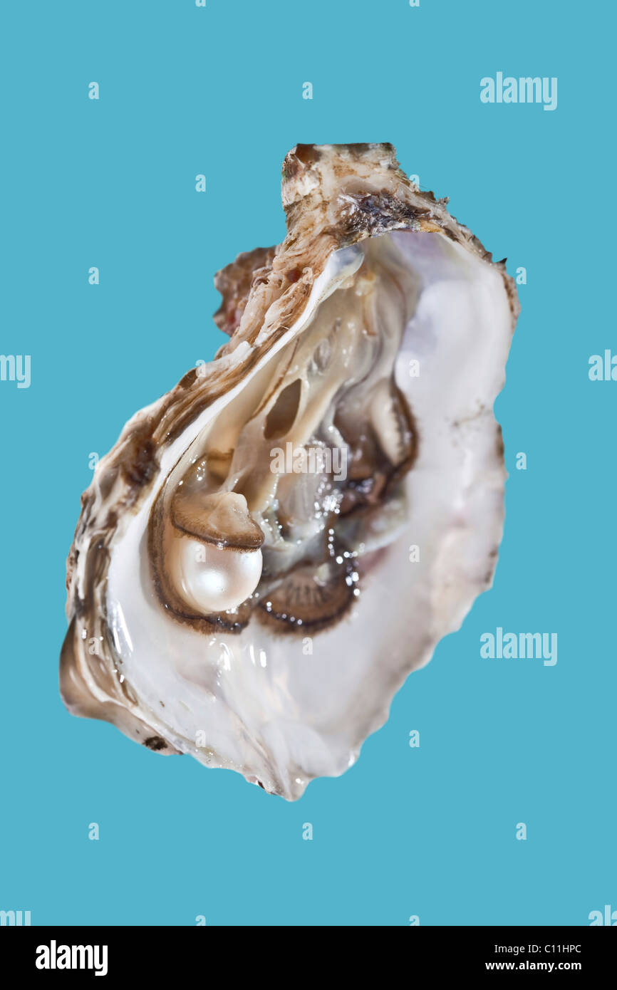 Opened oyster with pearl Stock Photo