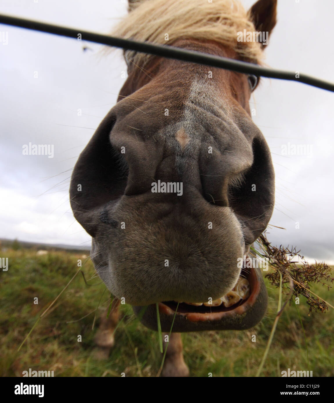 Icelandic horse eating Stock Photo Alamy