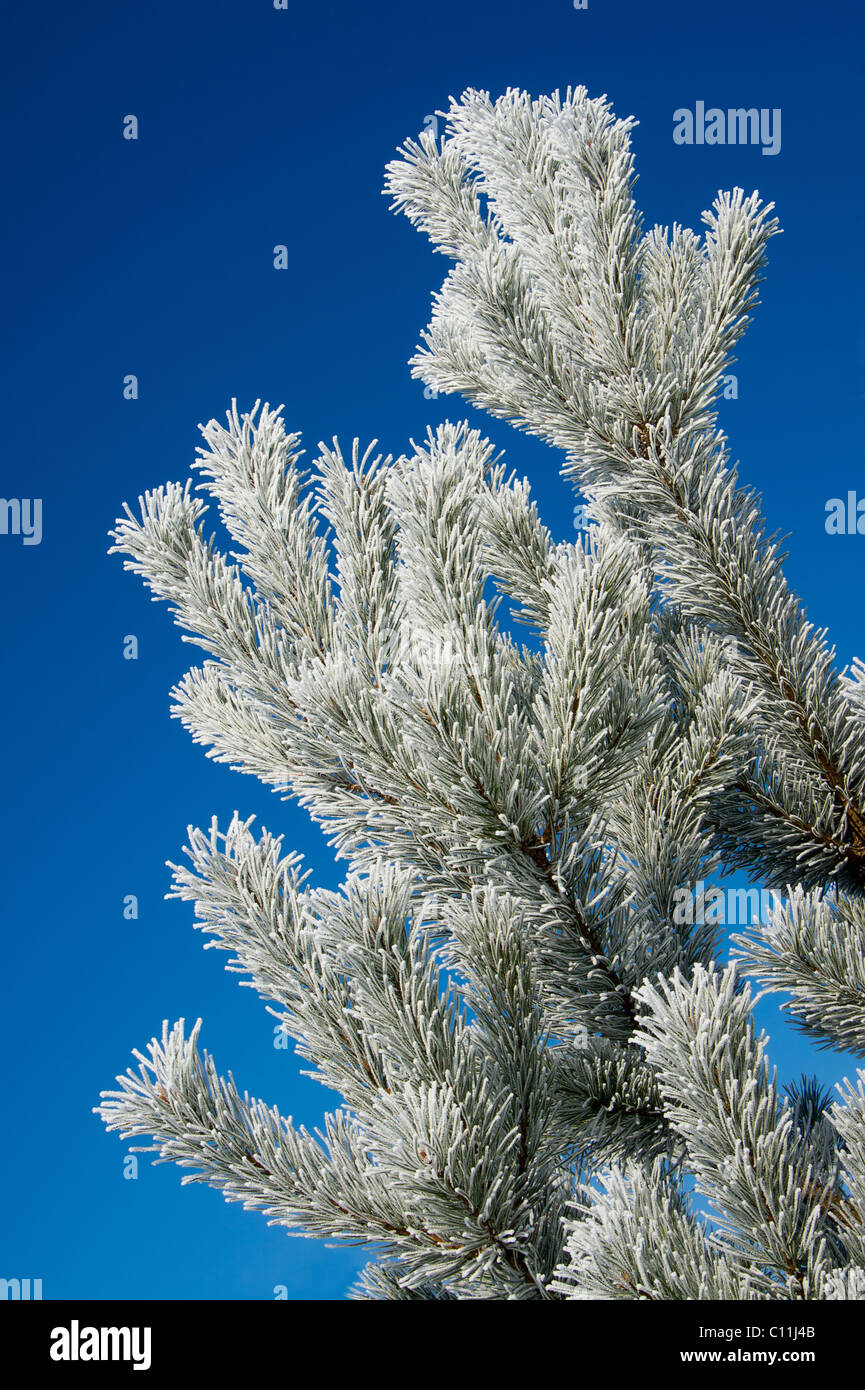 Close up of snow covered pine branches Stock Photo