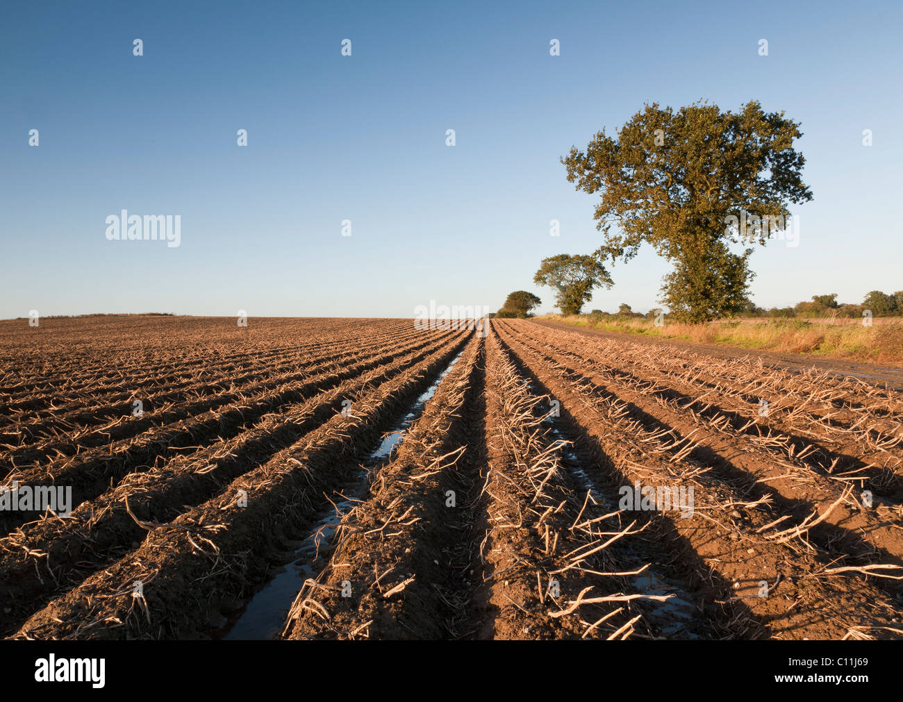 A field of potatoes ready to be harvested on a farm in the UK Stock Photo