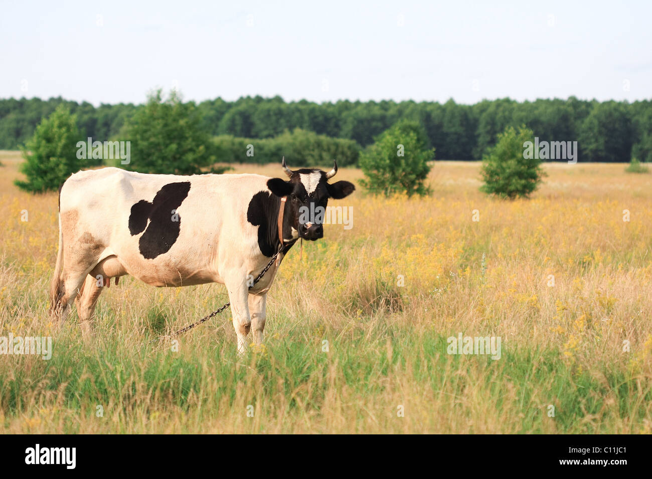 cow on meadow Stock Photo - Alamy