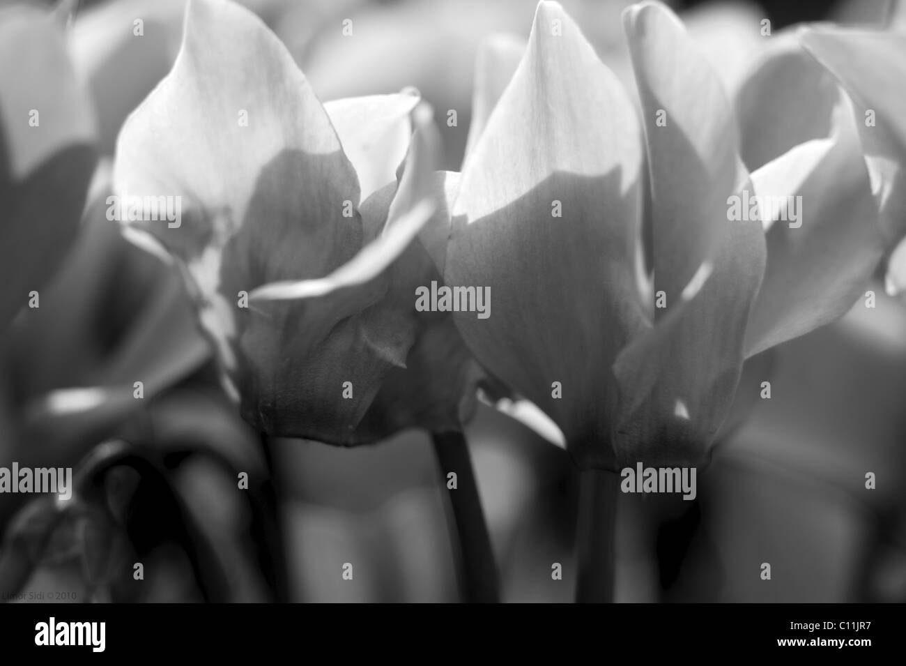 black and white Cyclamen flower. Stock Photo
