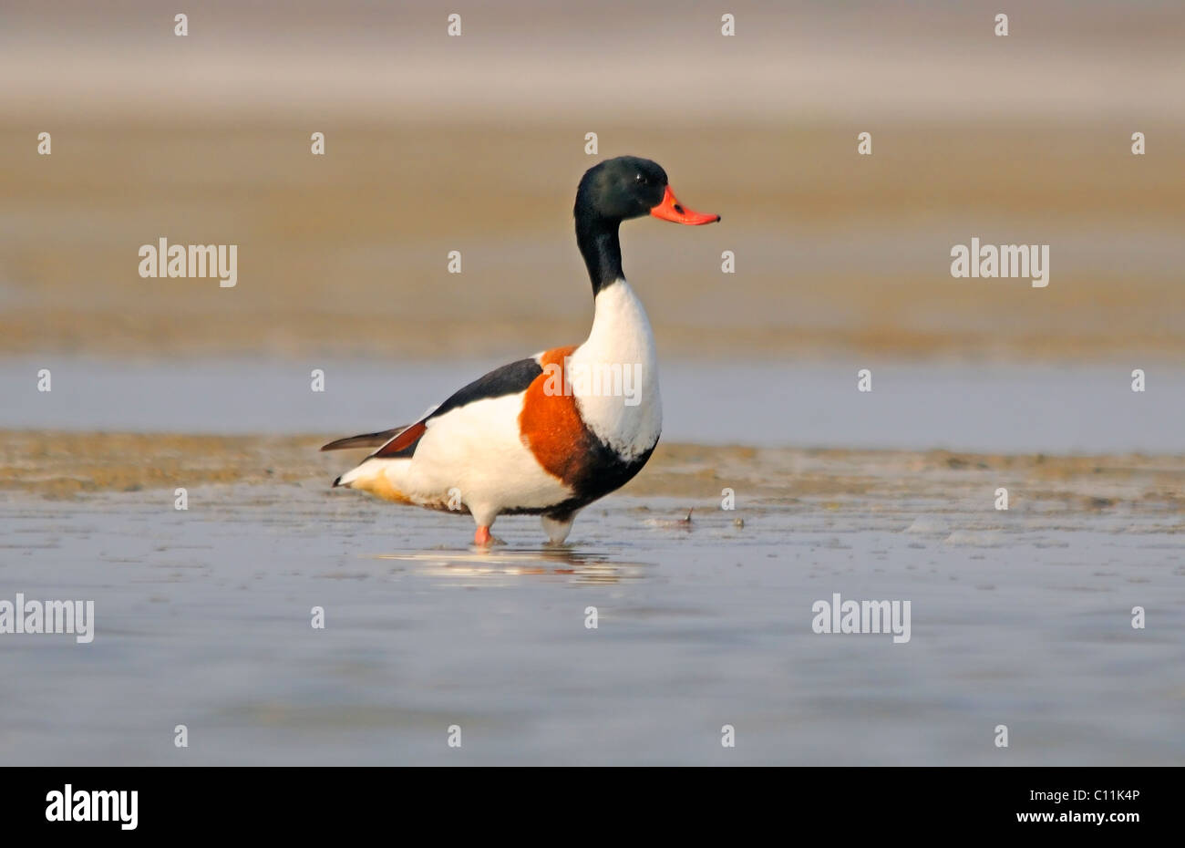 Shell Bird Shelduck wildlife hi-res stock photography and images - Alamy