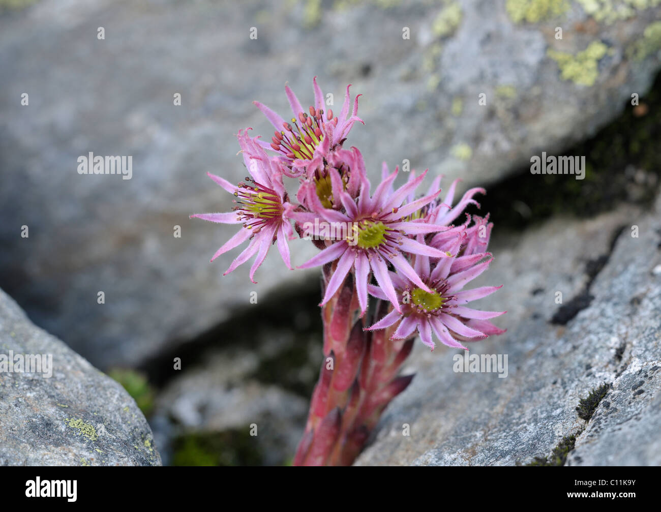 Mountain Houseleek (Sempervivum montanum), Schladminger Tauern mountain range, Styria, Austria, Europe Stock Photo