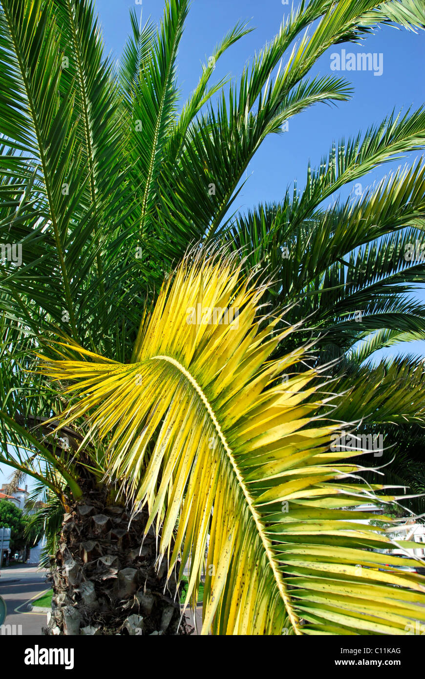 Closeup leaf of palm tree on blue sky background Stock Photo - Alamy