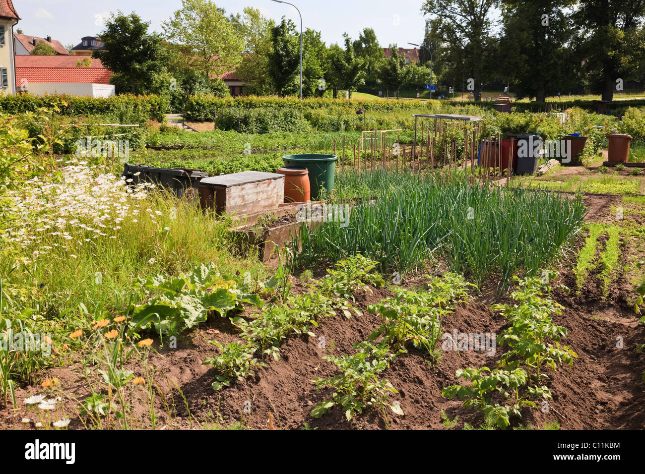 Home grown vegetables growing in allotments with garden plots in Germany. Stock Photo