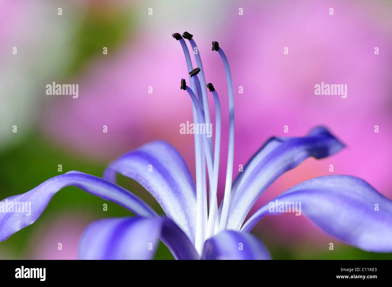 Macro of stamen blue agapanthus flower Stock Photo