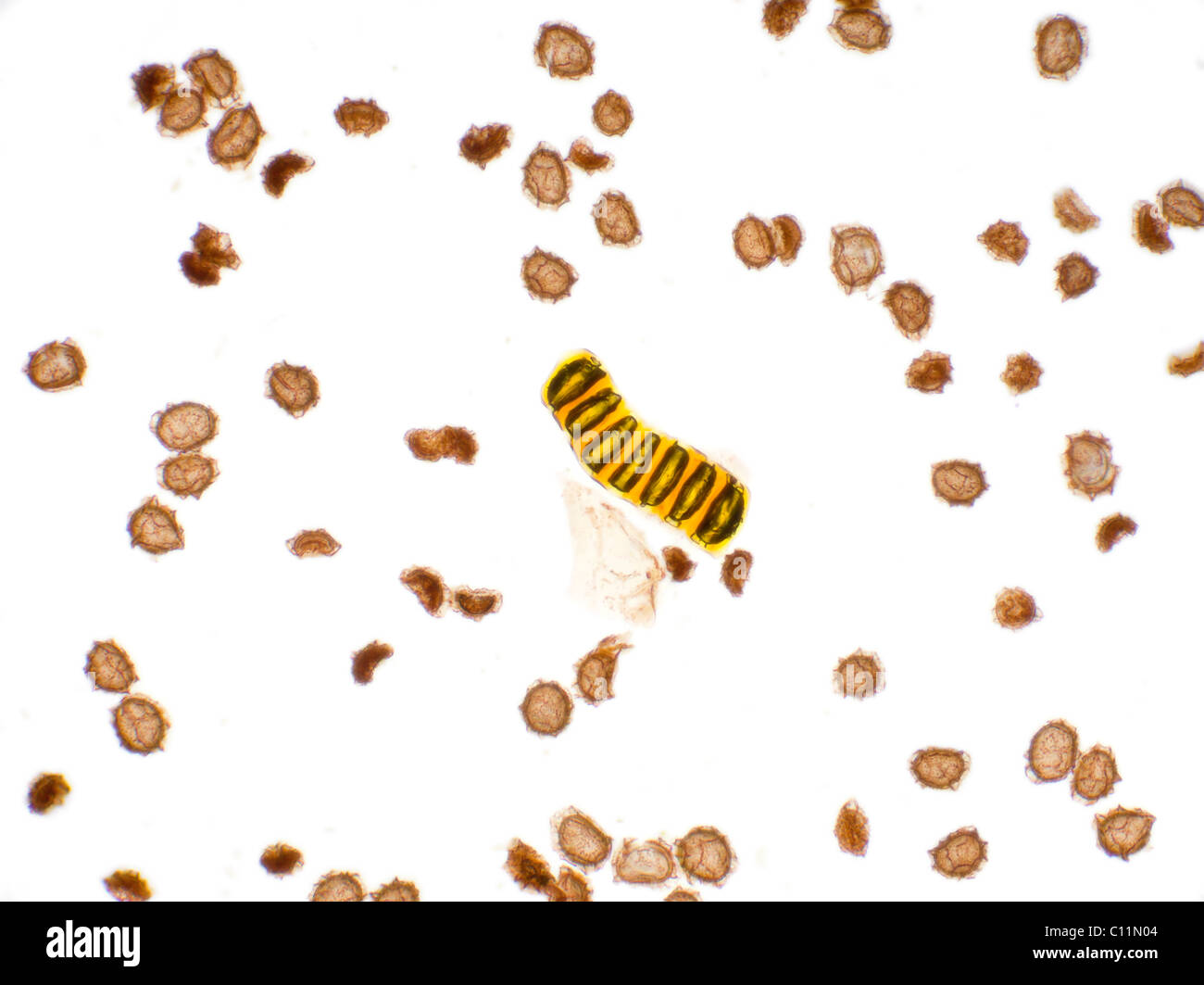 Fern Spores Microscope