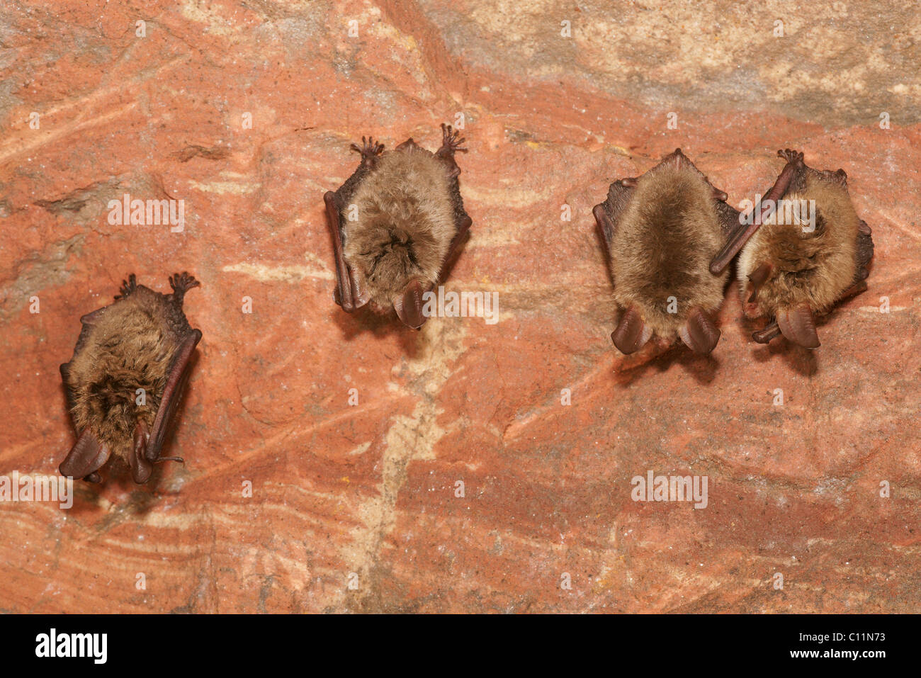 Bechstein's Bats (Myotis bechsteinii) during hibernation Stock Photo