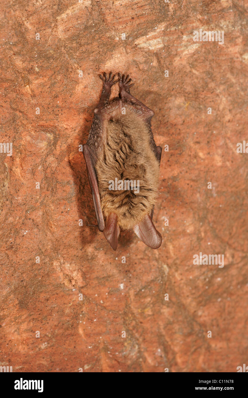 Bechstein's Bat (Myotis bechsteinii) during hibernation Stock Photo
