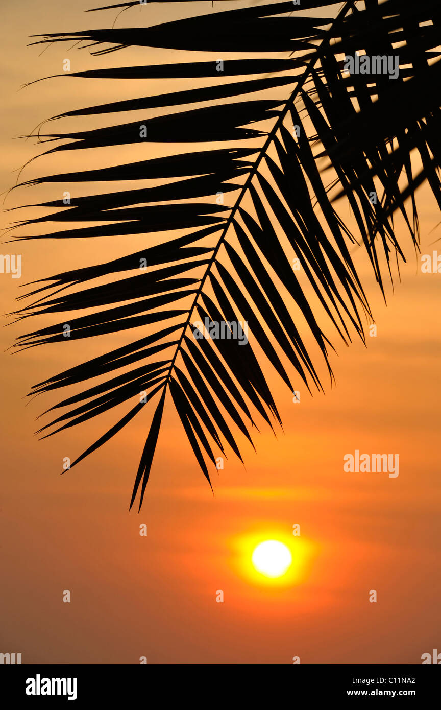 Sunset behind a palm tree, Doha, Qatar, Persian Gulf, Middle East, Asia Stock Photo