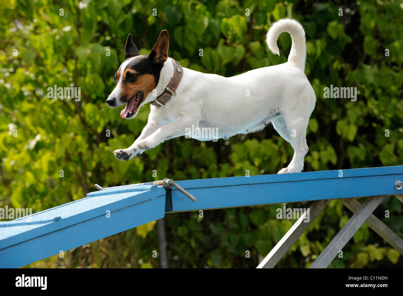 Jack Russell Terrier on catwalk, Agility Stock Photo