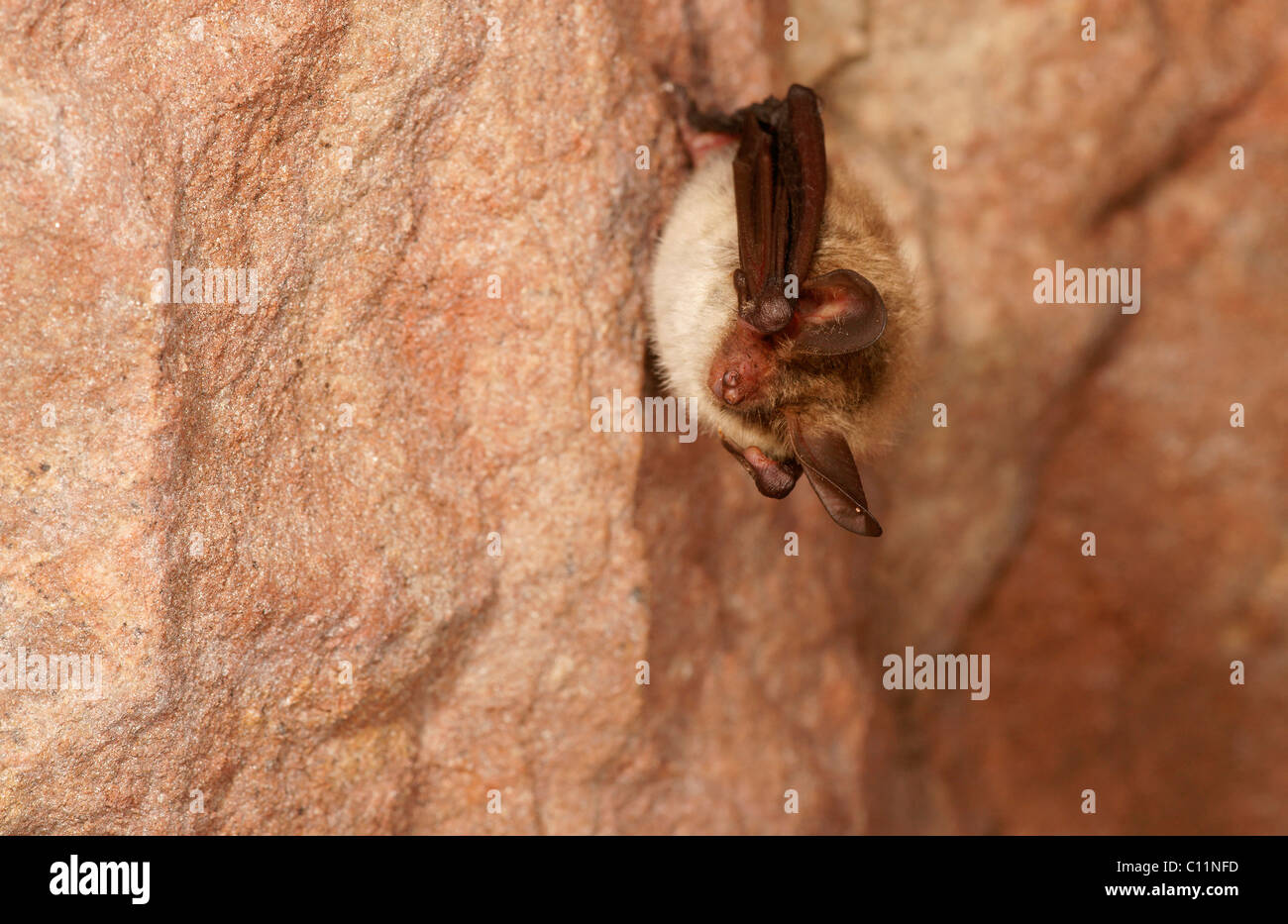 Bechstein's Bat (Myotis bechsteinii) during hibernation Stock Photo