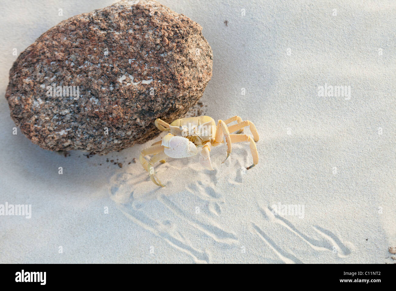 Green Horned Ghost Crab, Socotra Stock Photo