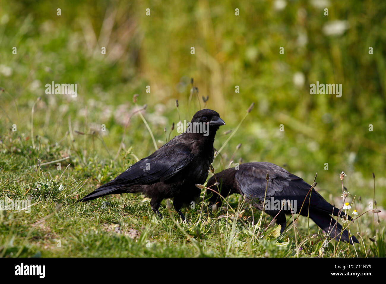 Carrion Crow (Corvus corone) Stock Photo
