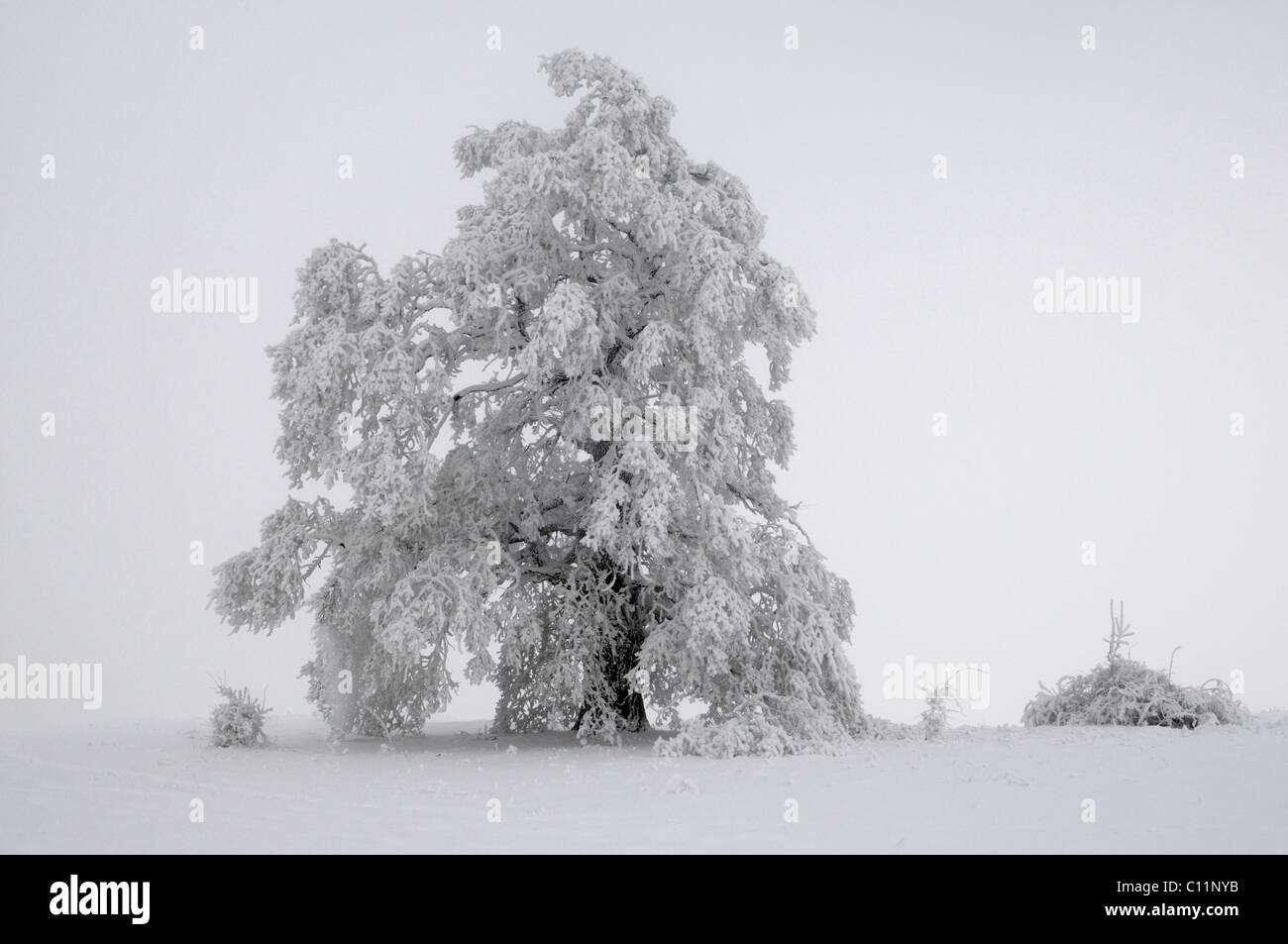 Pedunculate Oak (Quercus robur) covered in thick hoar frost and fog, Biosphaerengebiet Schwaebische Alb biosphere reserve Stock Photo