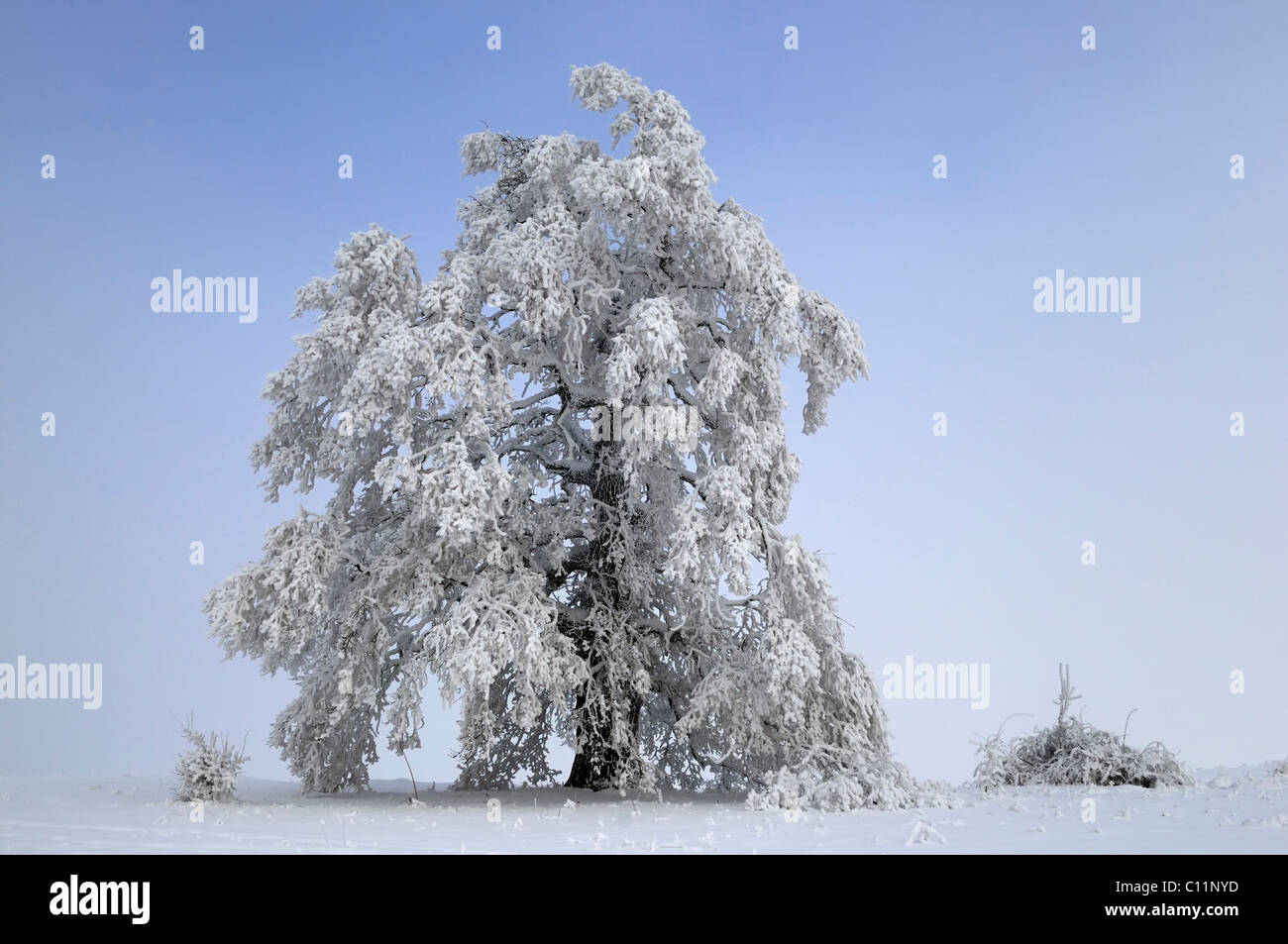 Pedunculate Oak (Quercus robur) covered in thick hoar frost, Biosphaerengebiet Schwaebische Alb biosphere reserve, Swabian Alb Stock Photo