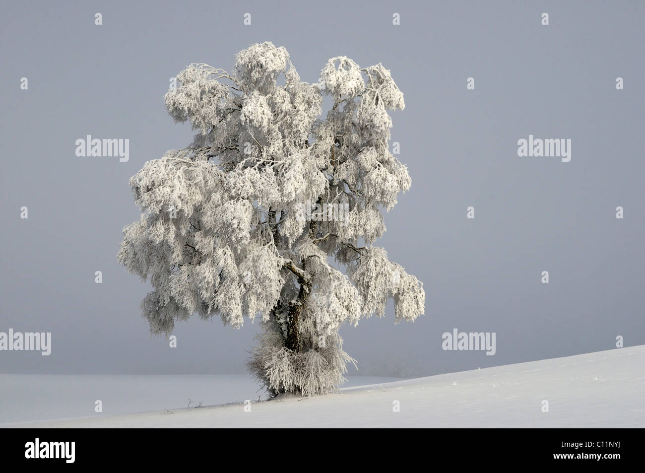 Silver Birch (Quercus robur) covered in thick hoar frost, Biosphaerengebiet Schwaebische Alb biosphere reserve, Swabian Alb Stock Photo