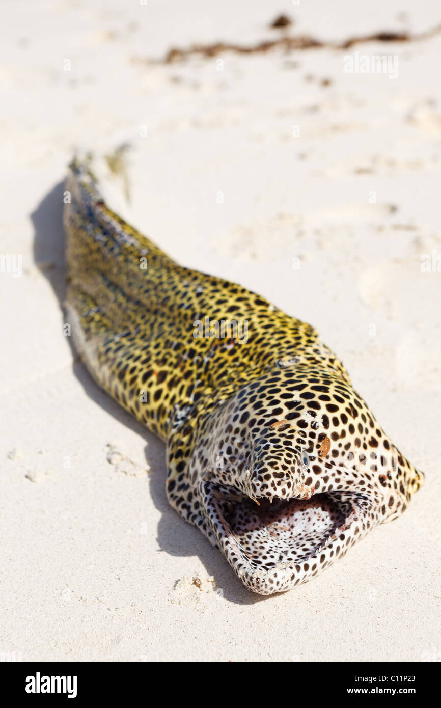 Honeycomb Moray Eel, Socotra Stock Photo