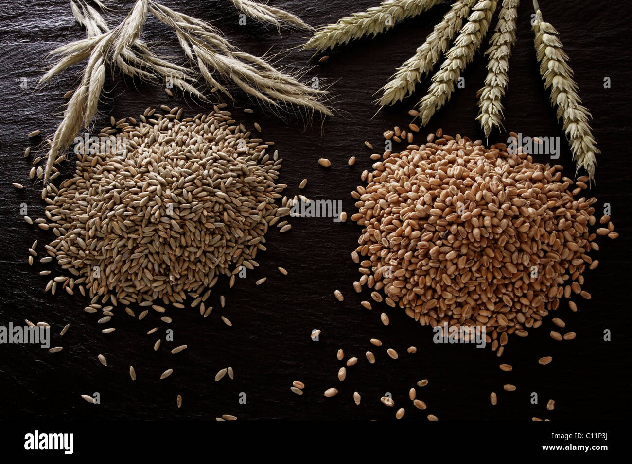 Rye (Secale cereale) and wheat (Triticum) on a slate Stock Photo
