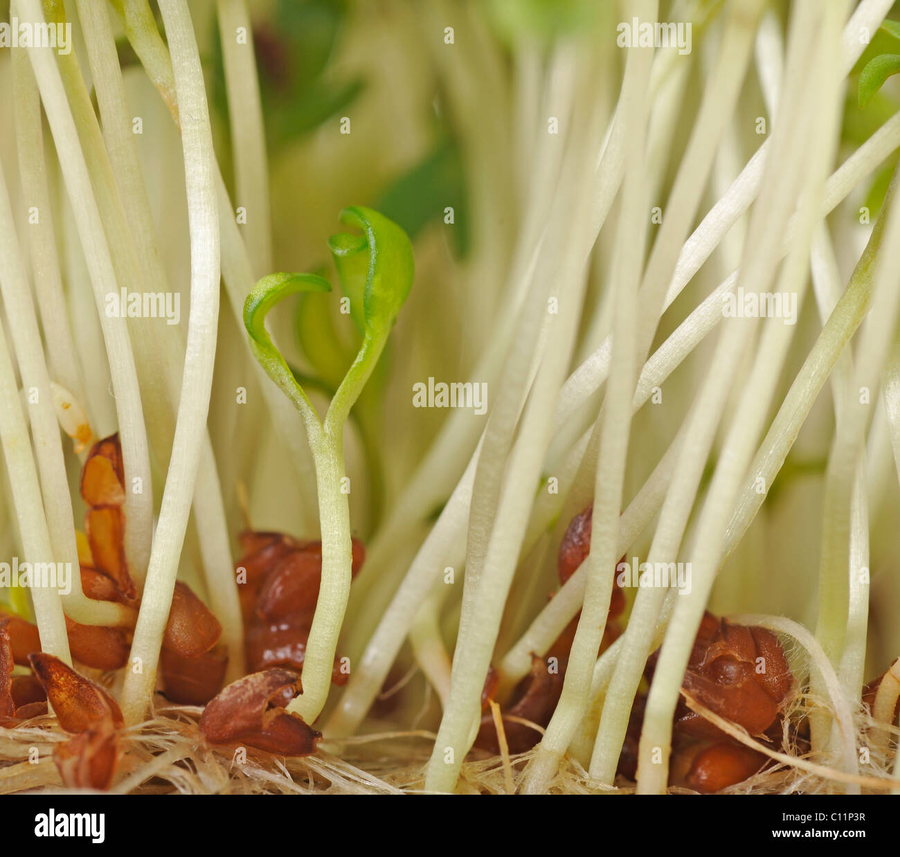 Watercress (Rorippa nasturtium-aquaticum), cultured Stock Photo
