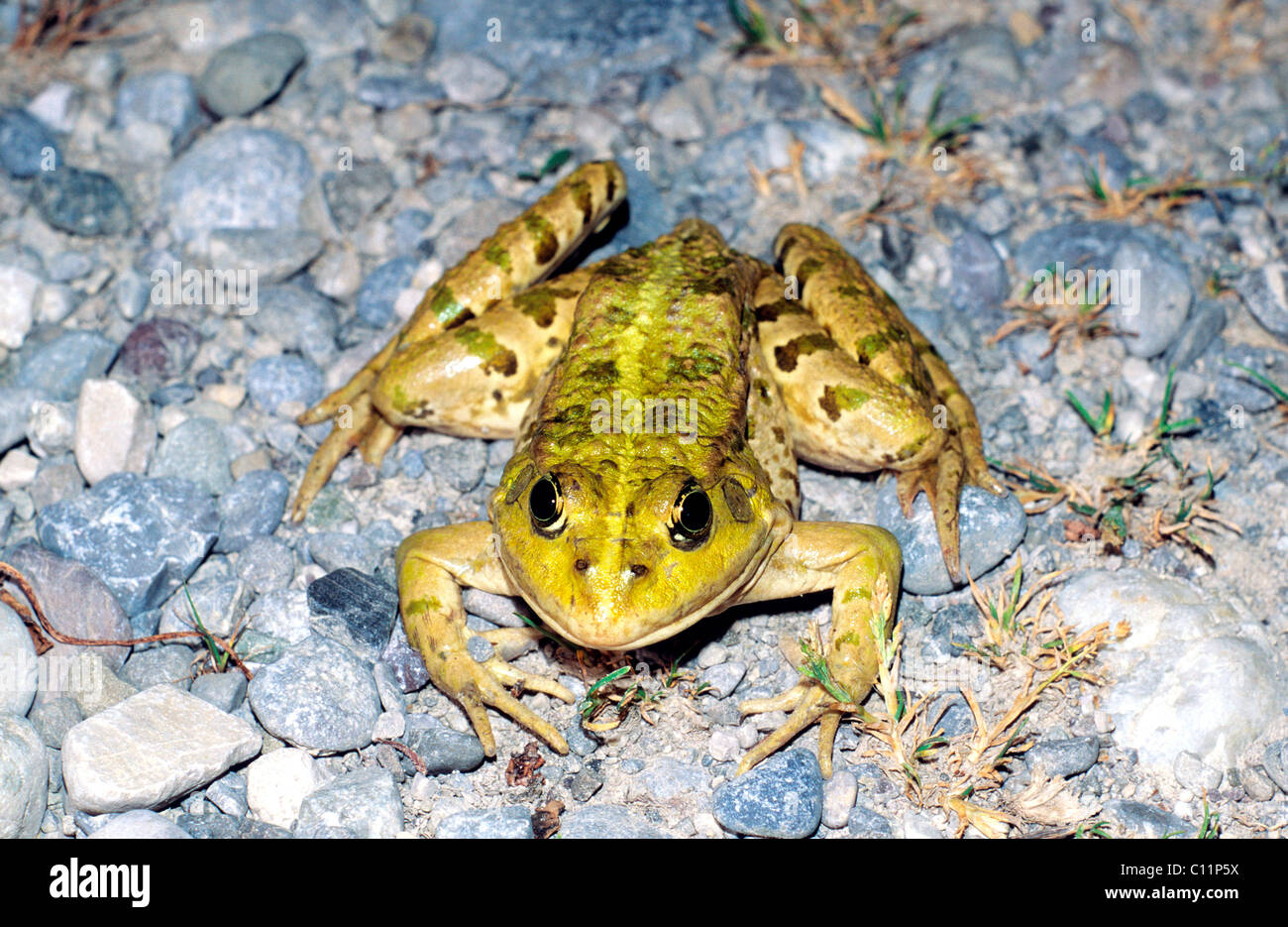 Marsh frog (Rana ridibunda Pallas) Stock Photo