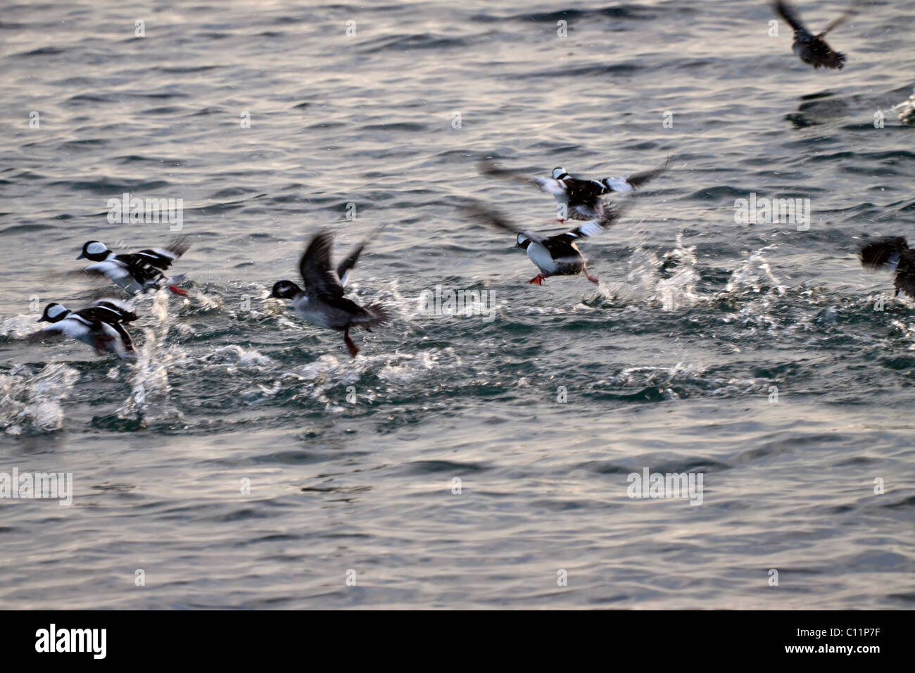 Small flock of Bufflehead Ducks, Bucephala albeola, taking off from the water Stock Photo