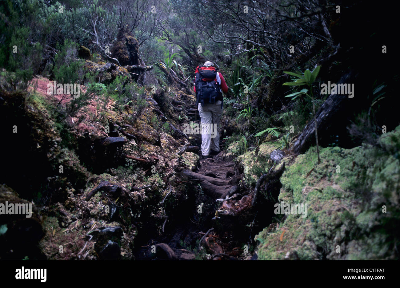 Hiker in the Forêt des Fougères rainforest, Ile de La Reunion, France, Europe Stock Photo