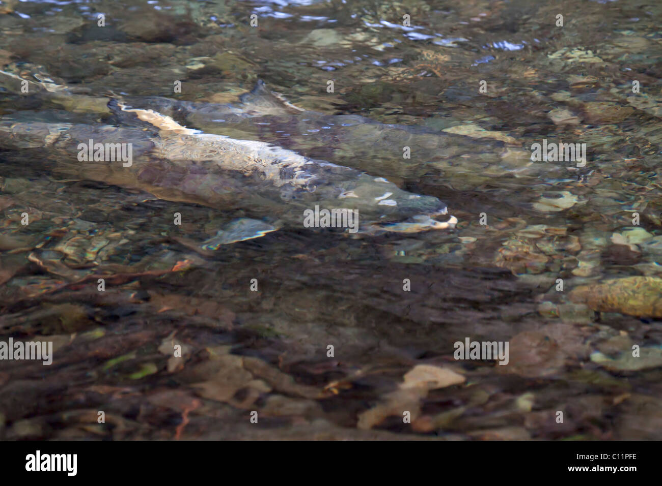 Chum salmon, Oncorhynchus keta, making their way upstream to spawn, Goldstream Park, Vancouver Island, British Columbia, Canada. Stock Photo