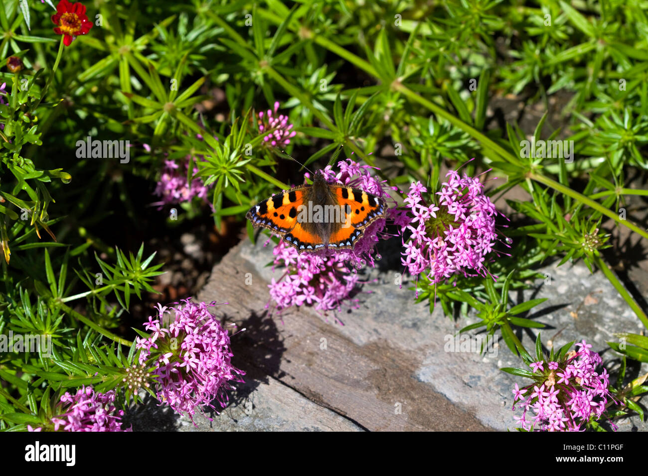 Small Tortoiseshell butterfly on Creeping Crosswort Stock Photo
